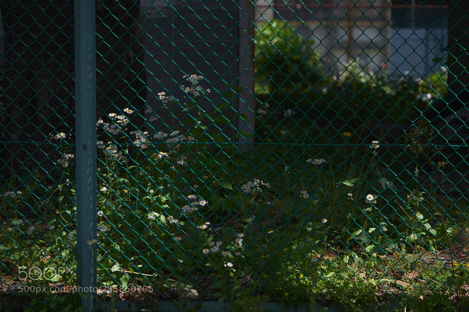Sony a7 sample photo. Flowers 6504 photography