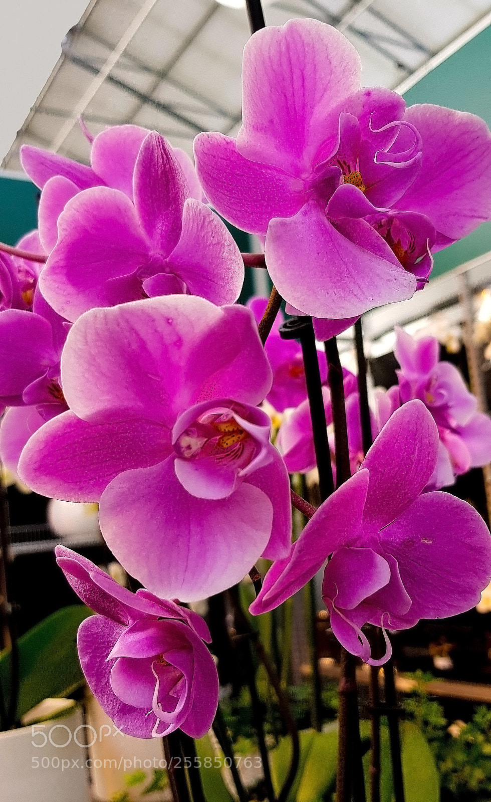 Samsung Galaxy S8 sample photo. Pink orchid in green photography