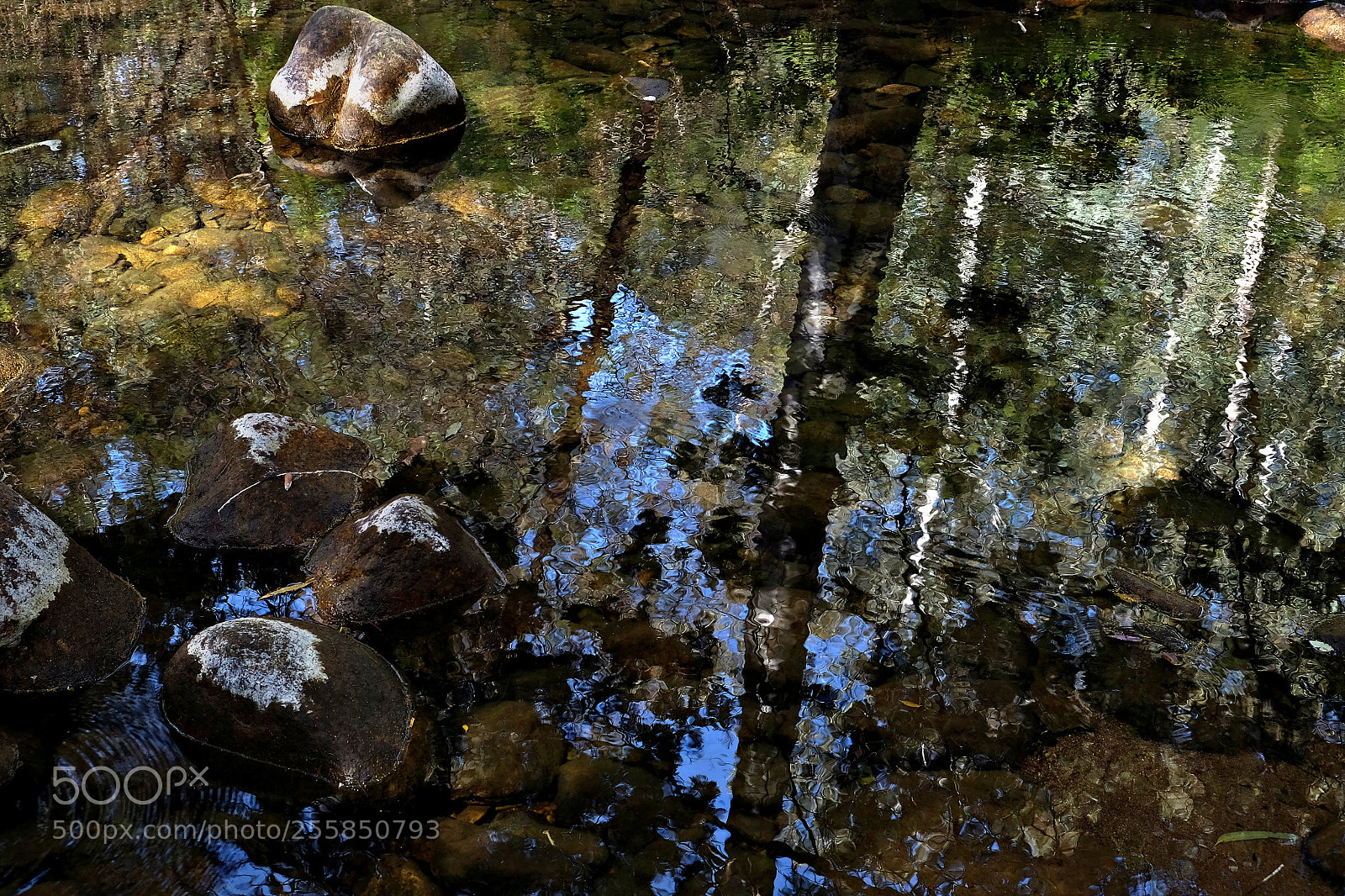 Fujifilm X-E2S sample photo. Tree reflections on a photography