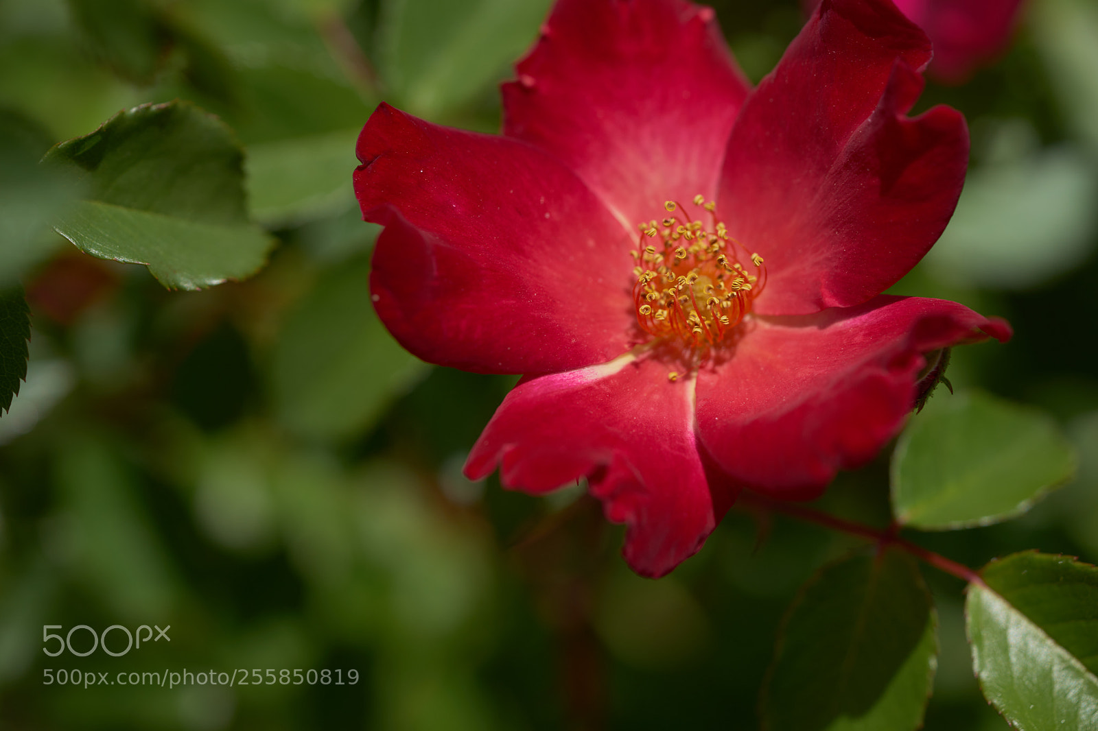 Sony a7 sample photo. Flowers 6505 photography