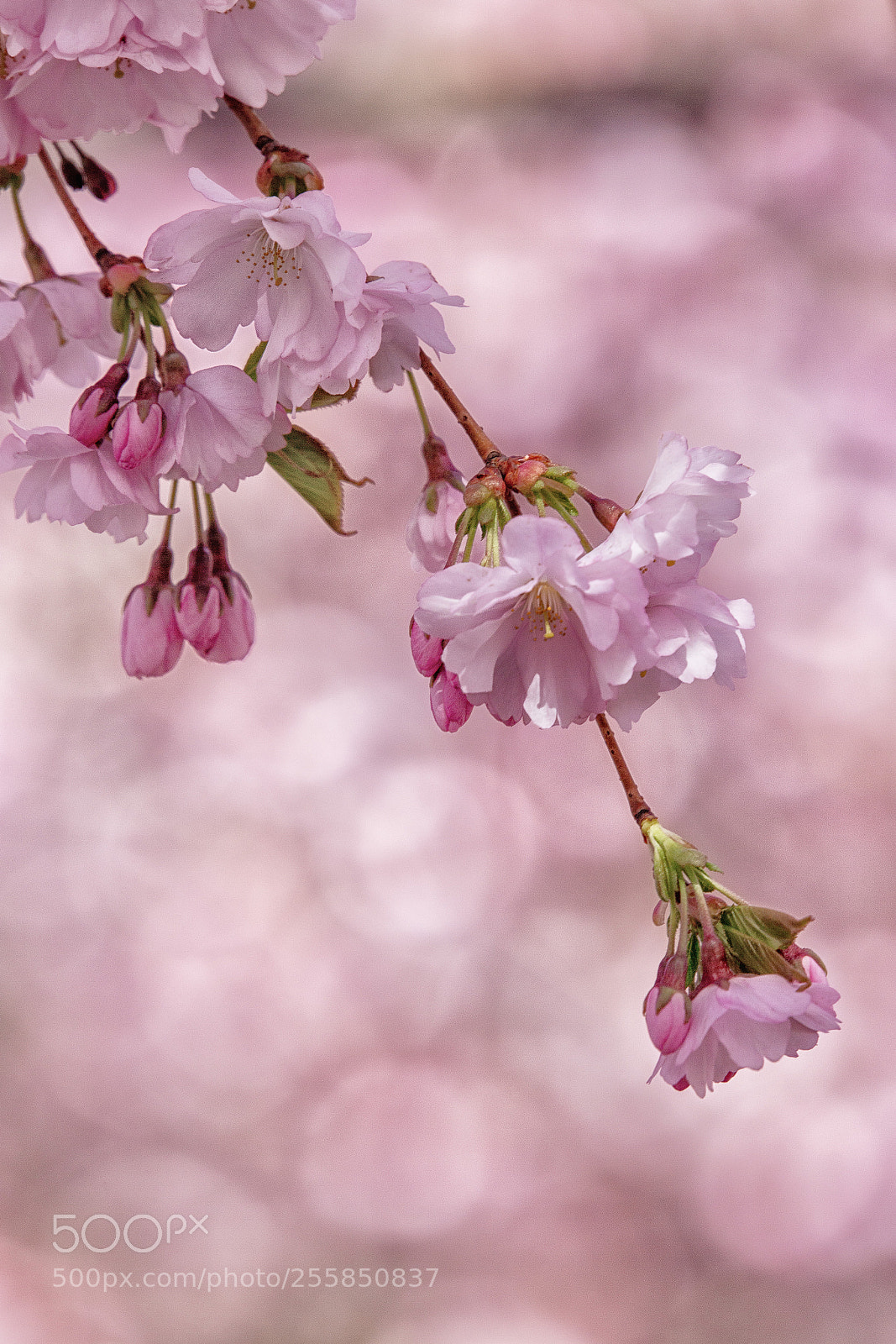 Canon EOS 6D sample photo. Pink photography