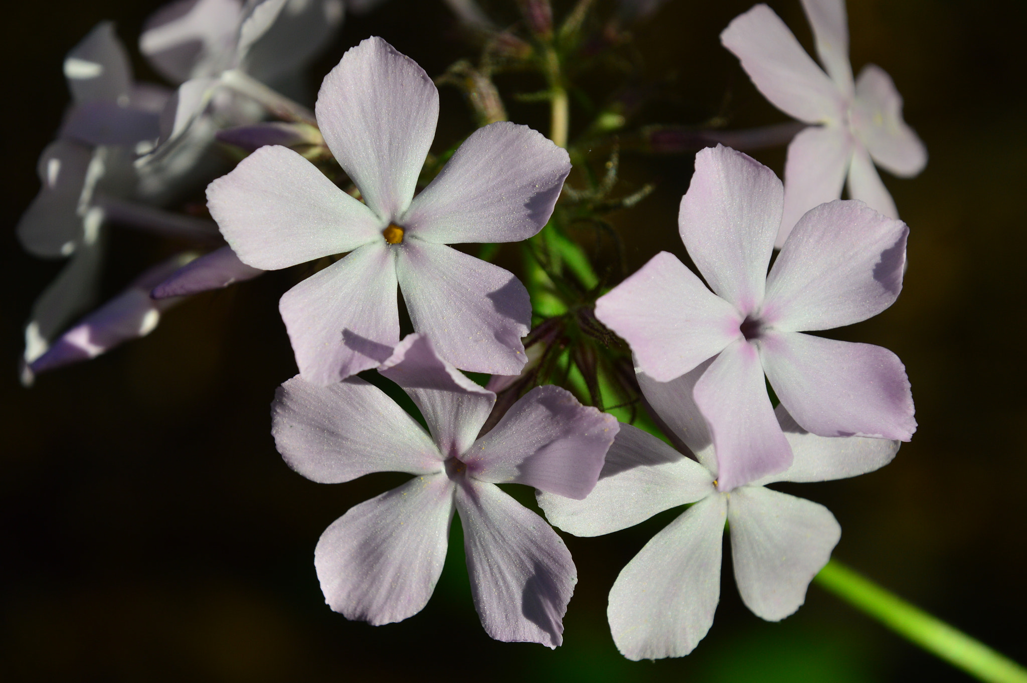 Nikon D3200 sample photo. Forest flowers photography