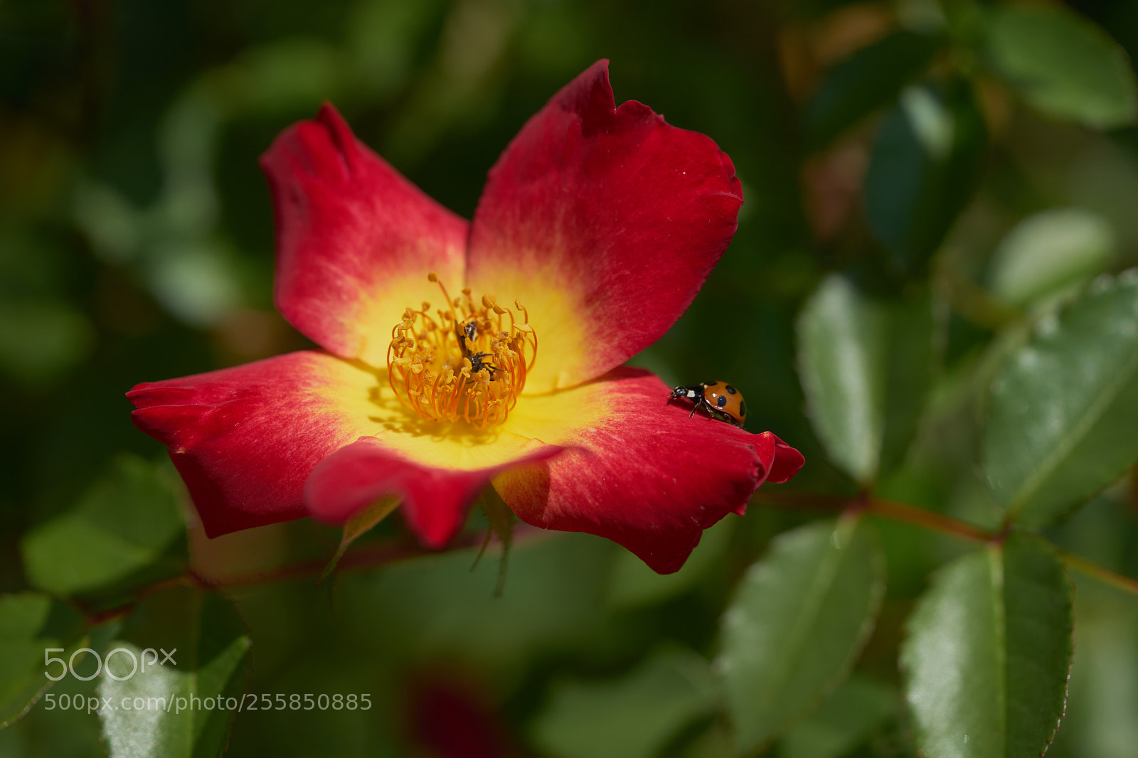 Sony a7 sample photo. Flowers 6506 photography