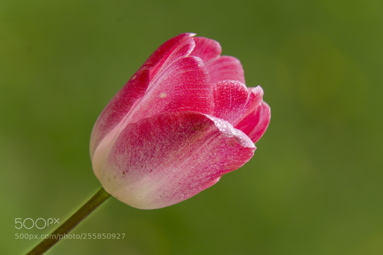 Sony a6000 sample photo. Wet tulip photography