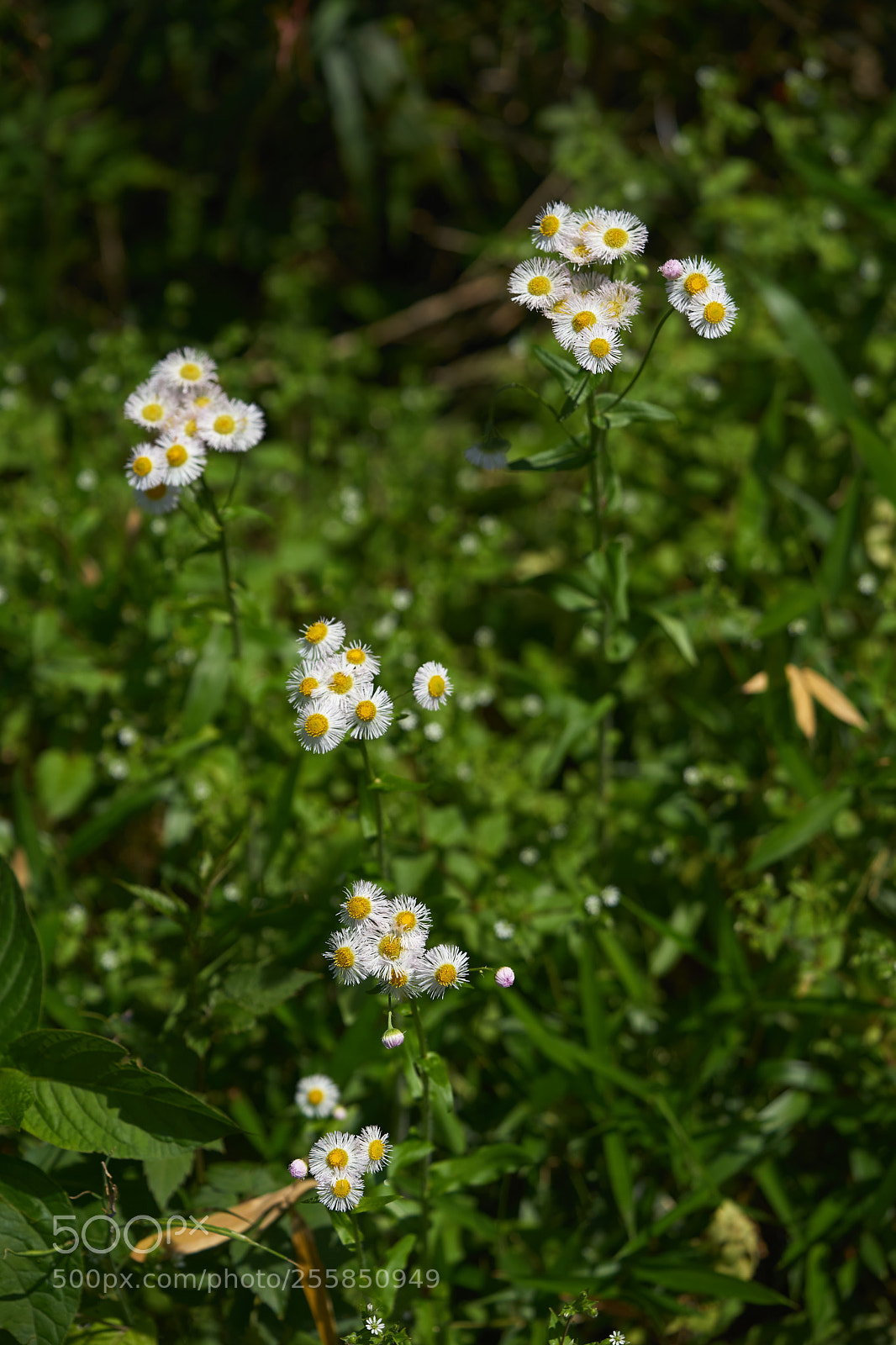 Sony a7 sample photo. Flowers 6507 photography
