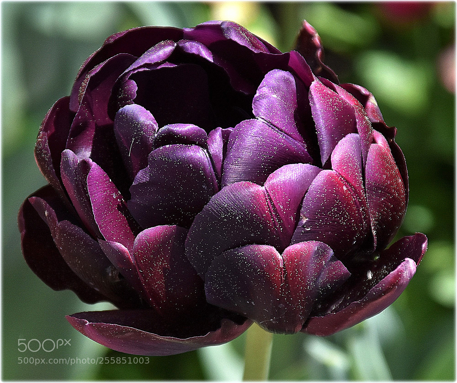 Nikon D7200 sample photo. "dark violett" photography