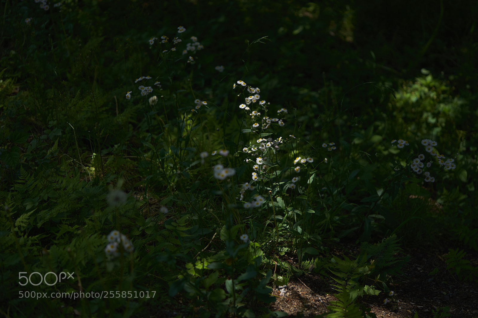 Sony a7 sample photo. Flowers 6508 photography