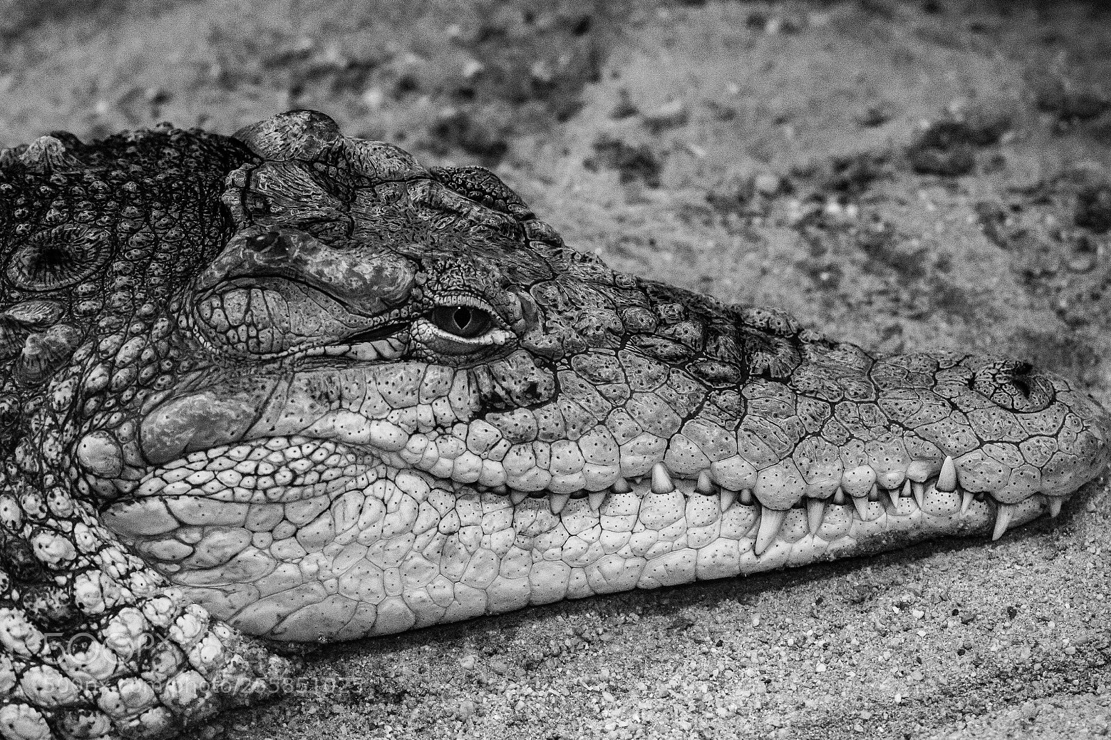 Canon EOS 7D Mark II sample photo. Croc day photography