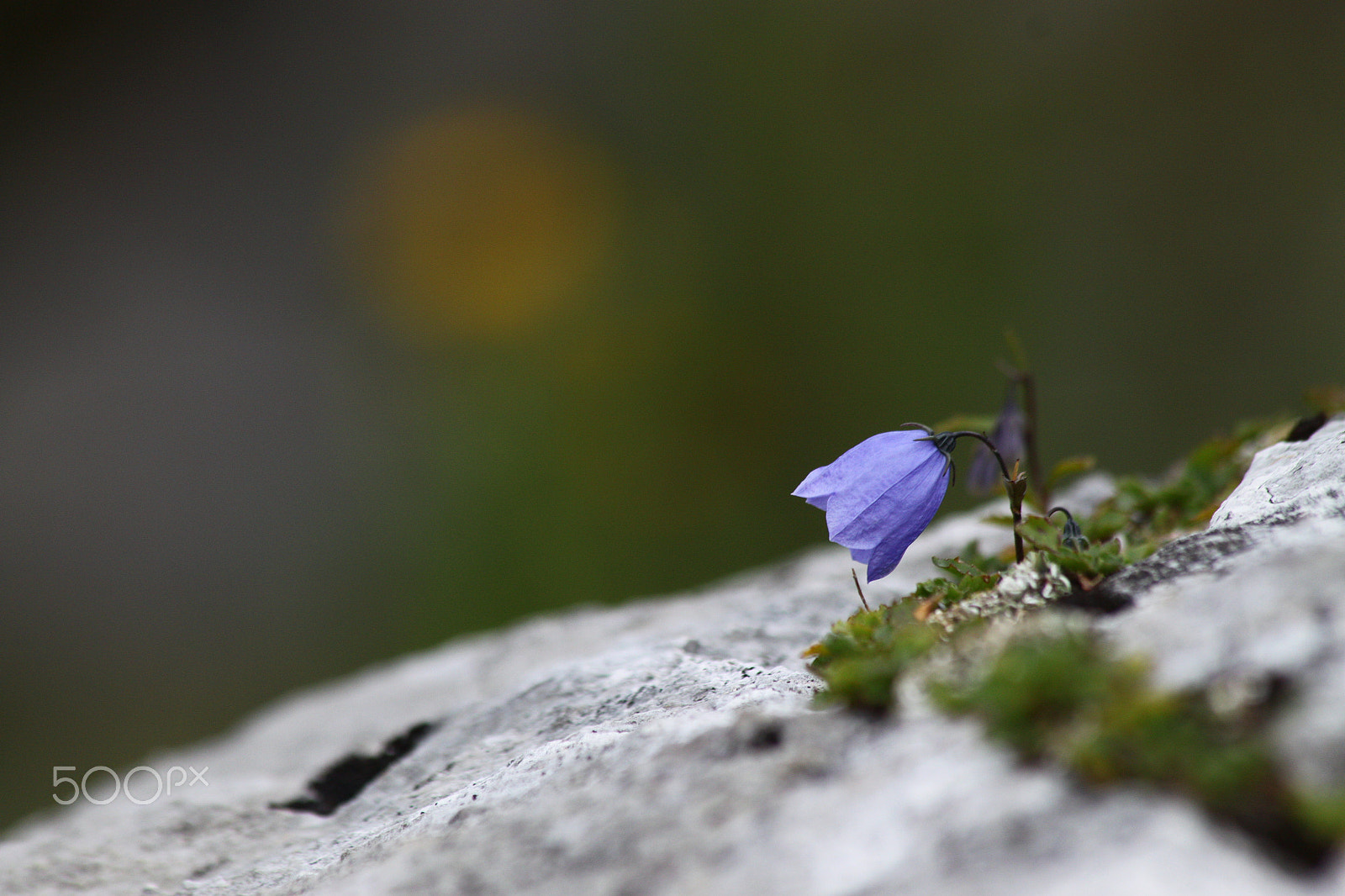 Canon EF 70-300mm F4-5.6 IS USM sample photo. Wildflower photography