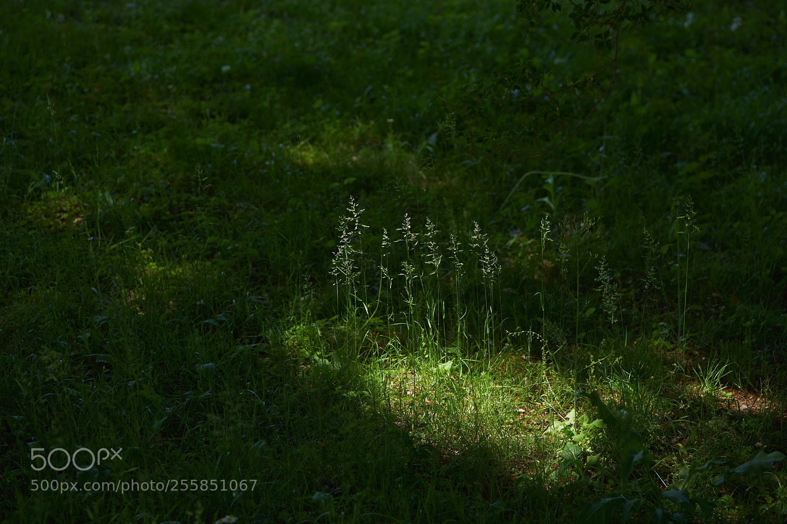 Sony a7 sample photo. Flowers 6509 photography
