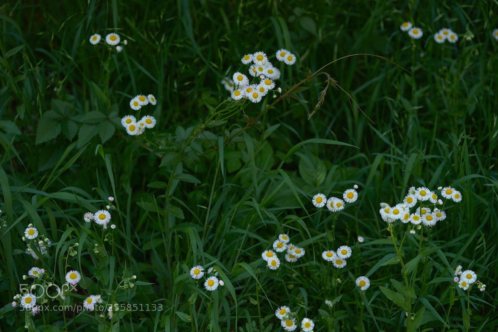 Sony a7 sample photo. Flowers 6510 photography