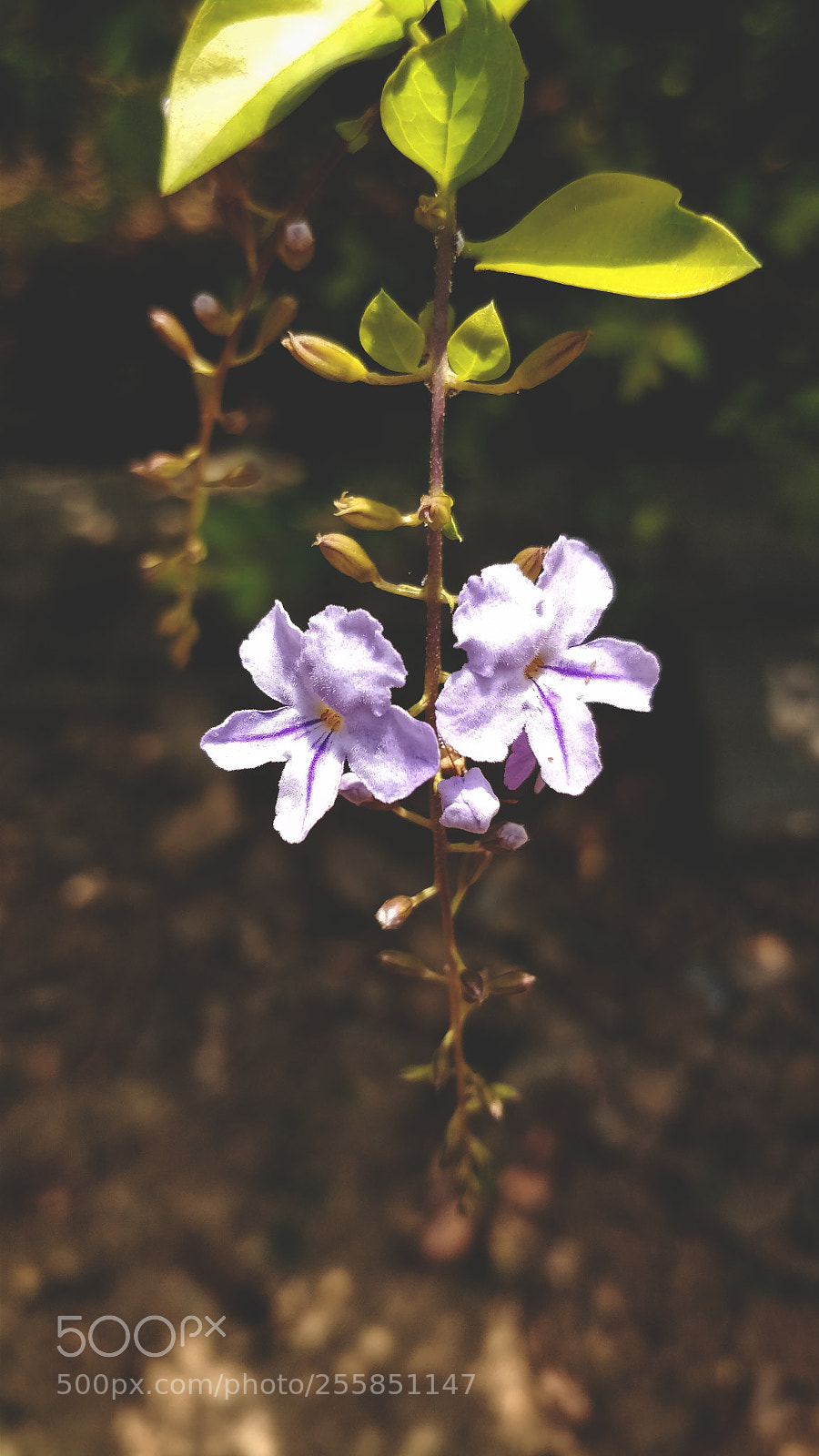 OnePlus 5 sample photo. Purple flower photography