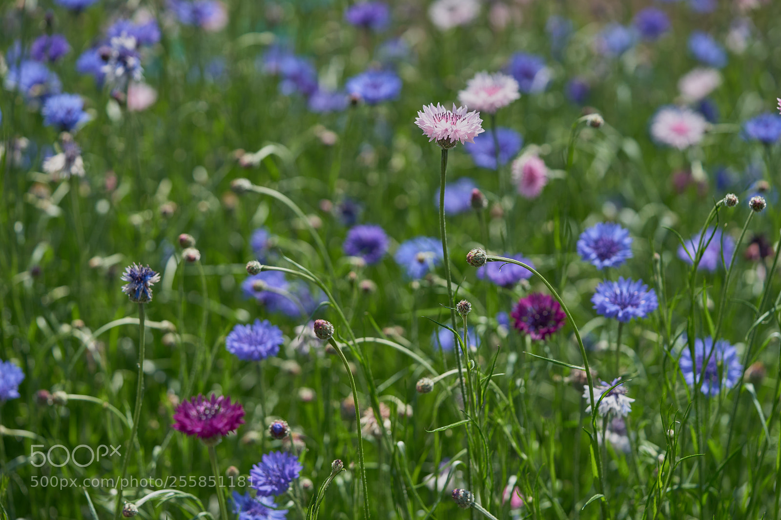 Sony a7 sample photo. Flowers 6511 photography