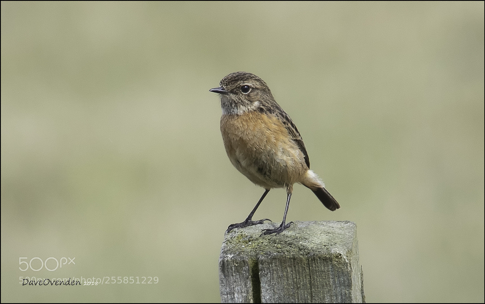 Canon EOS-1D X Mark II sample photo. Stonechat photography