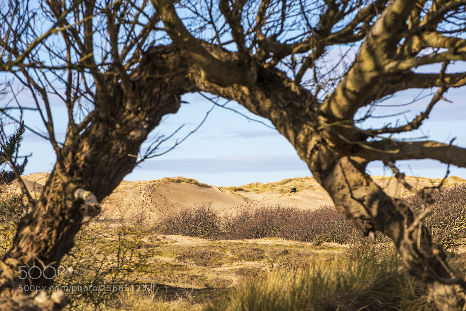 Nikon D600 sample photo. Dune sitting (1) photography