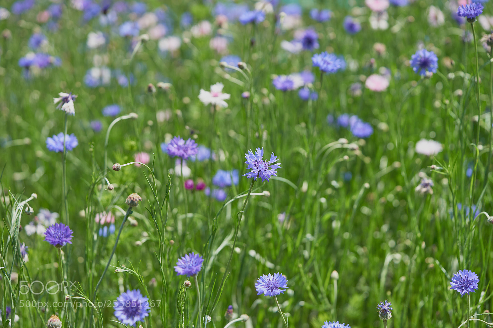 Sony a7 sample photo. Flowers 6512 photography
