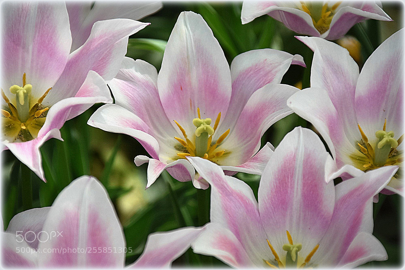 Nikon D7200 sample photo. "egalitee" photography