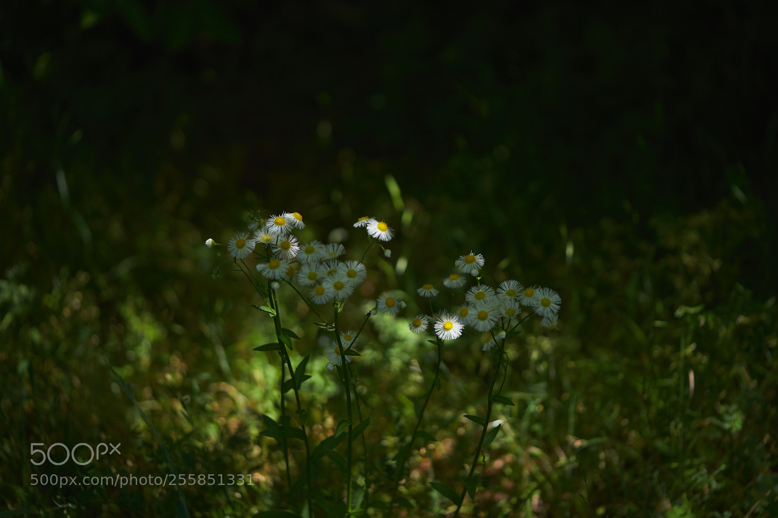 Sony a7 sample photo. Flowers 6513 photography