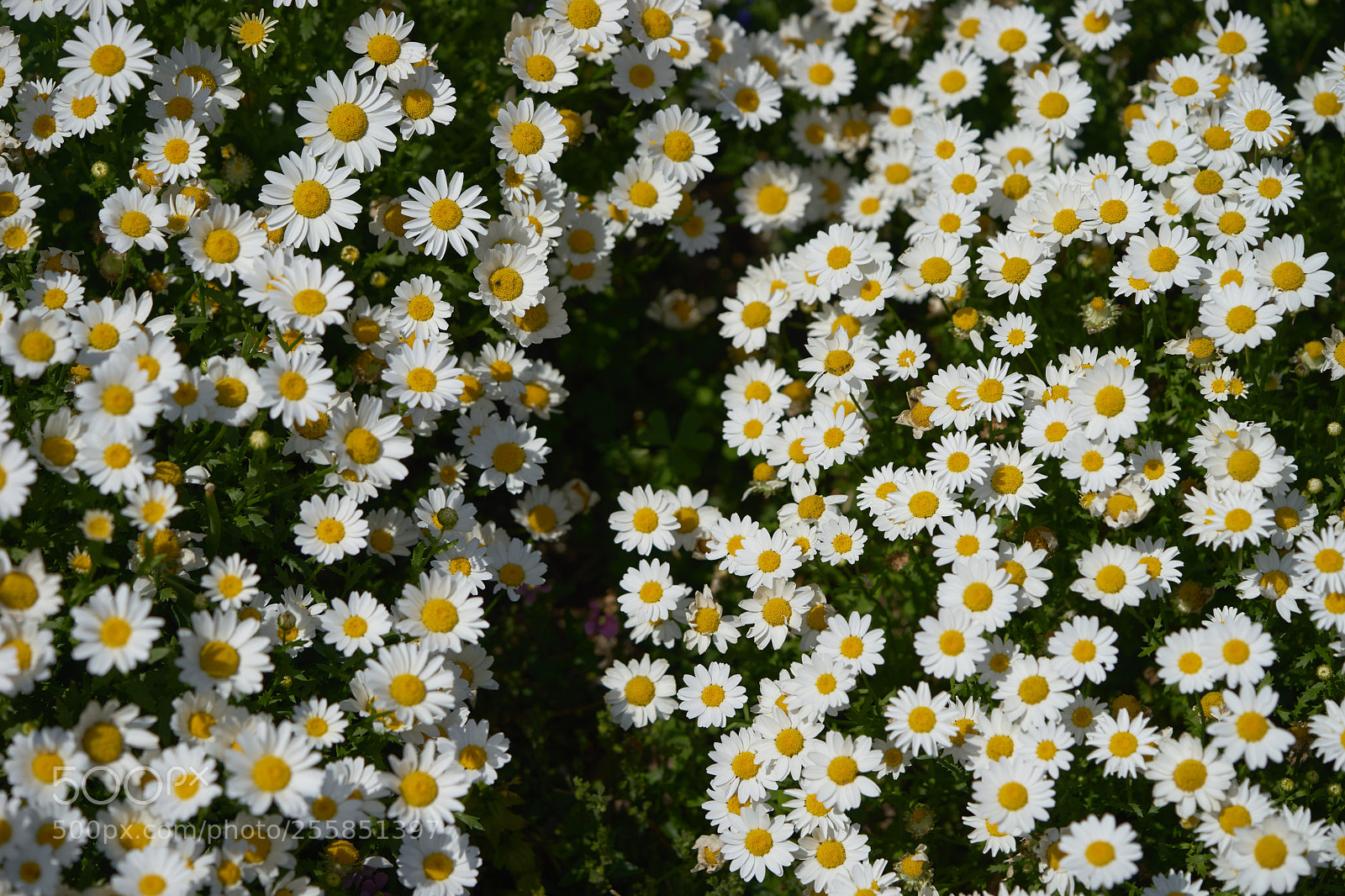 Sony a7 sample photo. Flowers 6514 photography