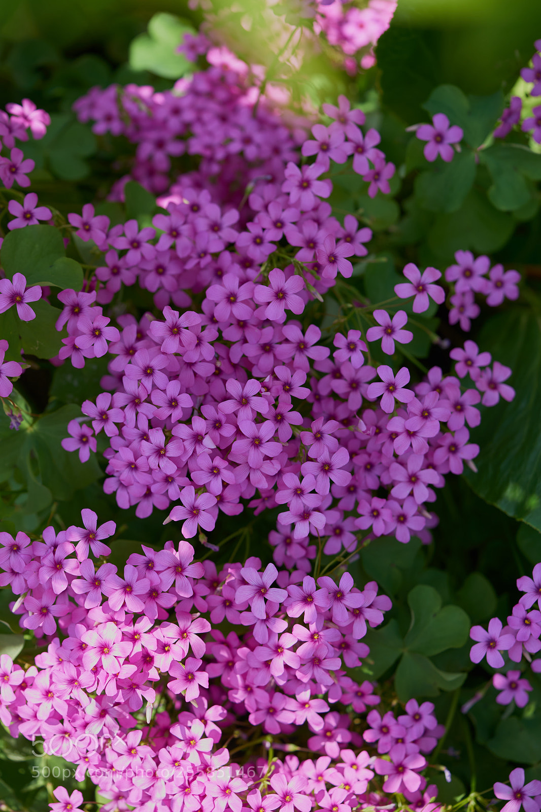 Sony a7 sample photo. Flowers 6515 photography