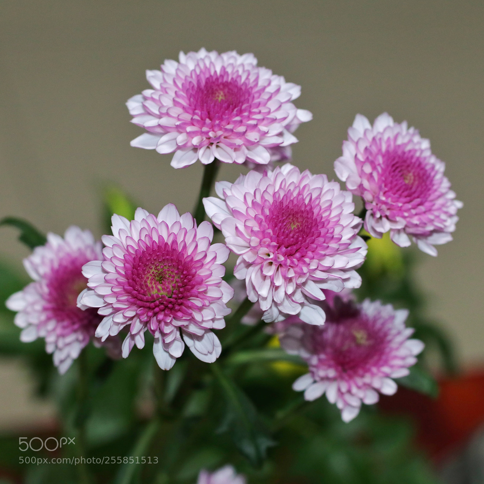 Canon EOS 80D sample photo. 菊花绽放 photography