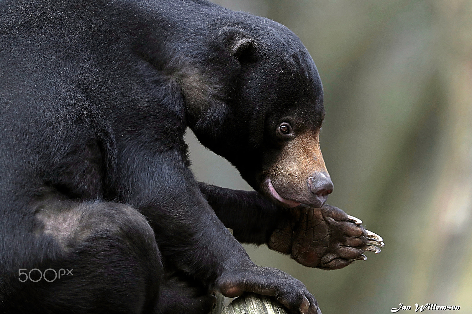 Canon EOS-1D X Mark II + Canon EF 300mm F2.8L IS II USM sample photo. Malayan (sun) bear photography