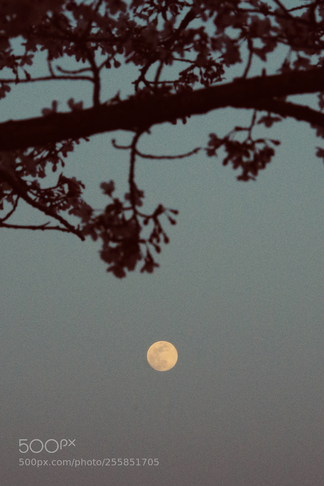 Pentax K-3 II sample photo. Sakura with full moon photography
