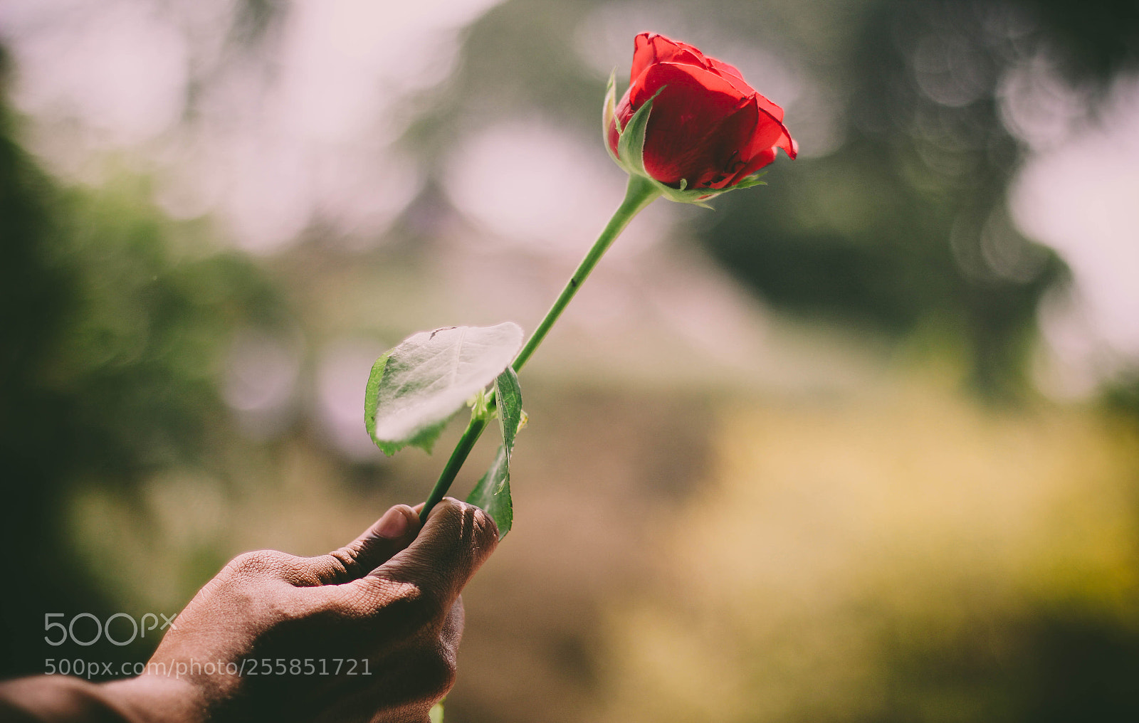 Canon EOS 60D sample photo. Red photography
