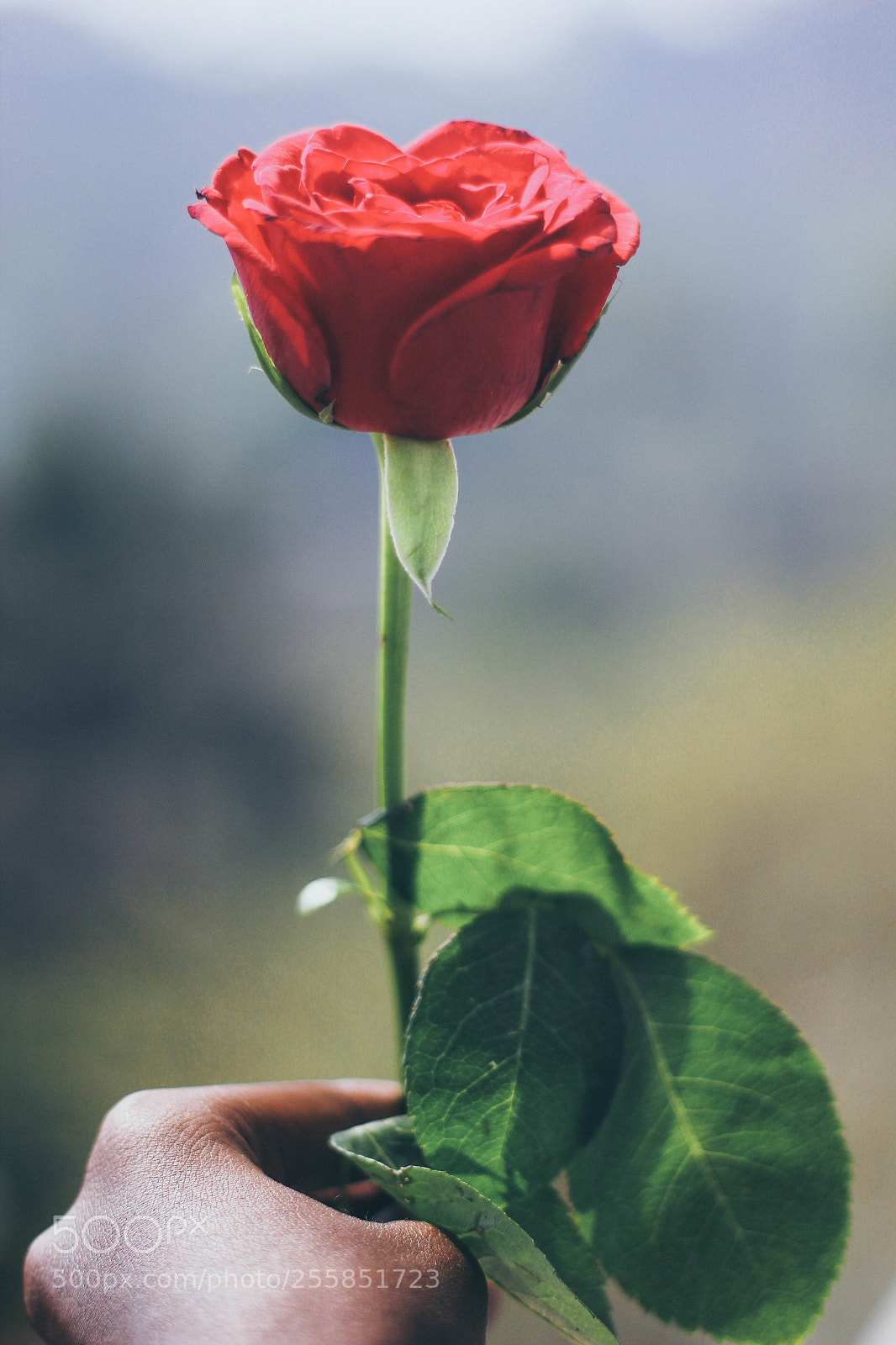Canon EOS 60D sample photo. Red photography