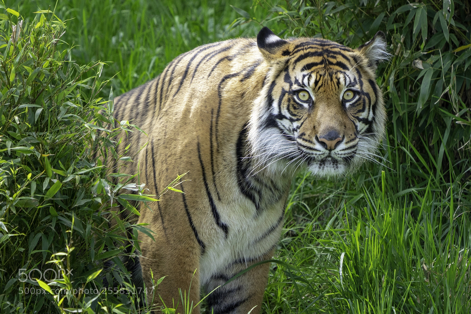 Sony a7R III sample photo. Sumatran tiger photography