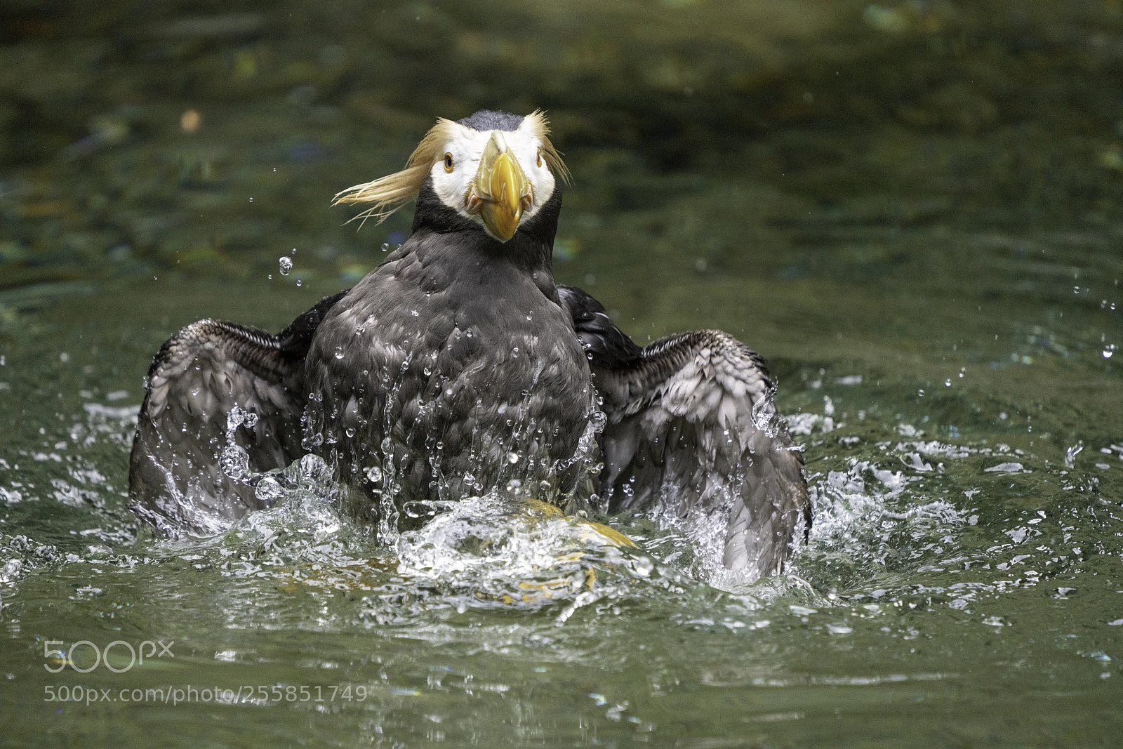 Sony a7R III sample photo. Puffin bathing dance 1 photography