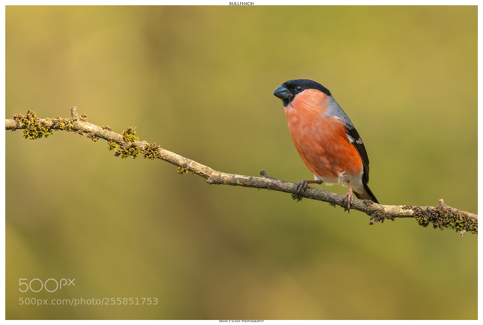 Canon EOS 5D Mark IV sample photo. Bullfinch photography