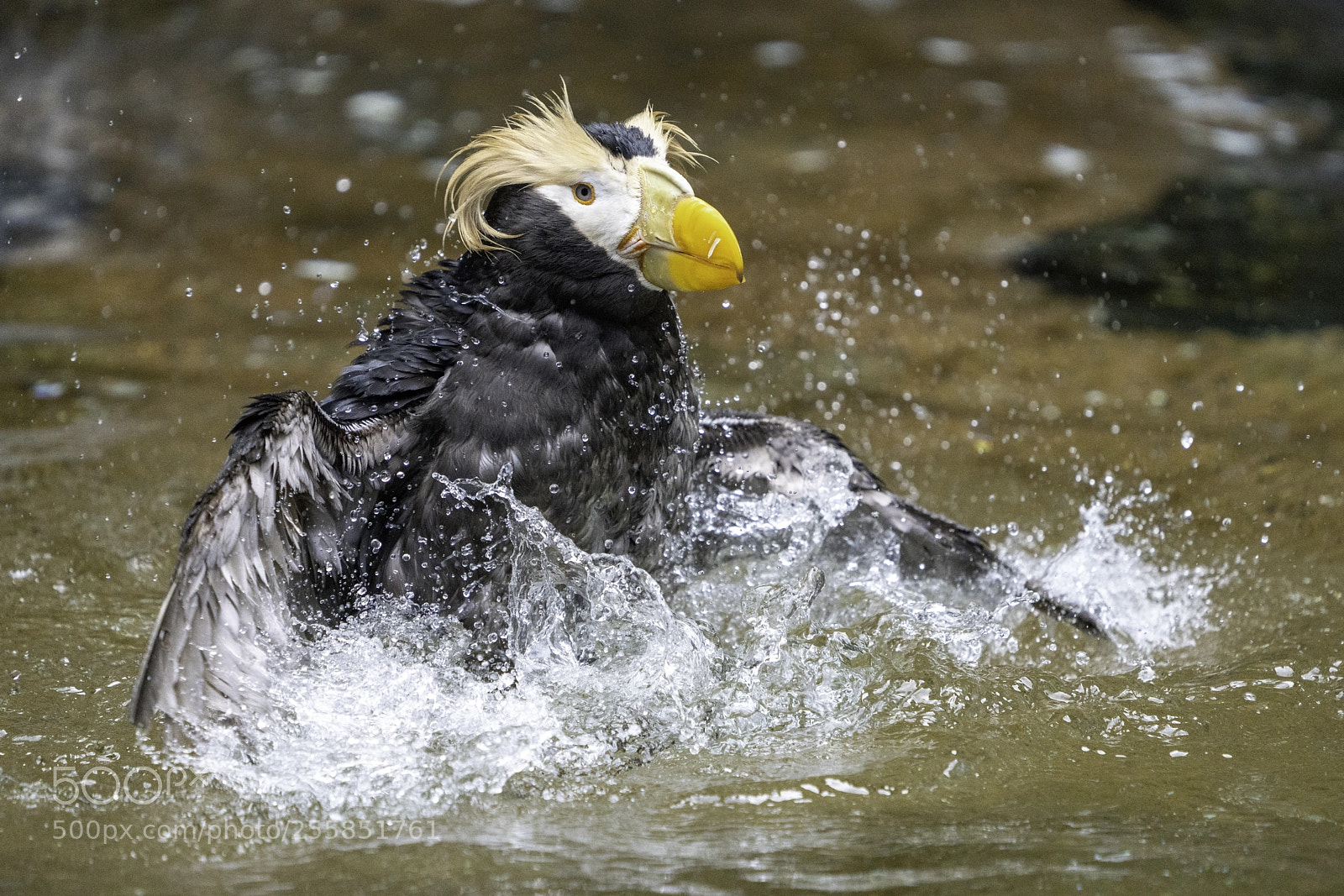Sony a7R III sample photo. Puffin bathing dance 2 photography