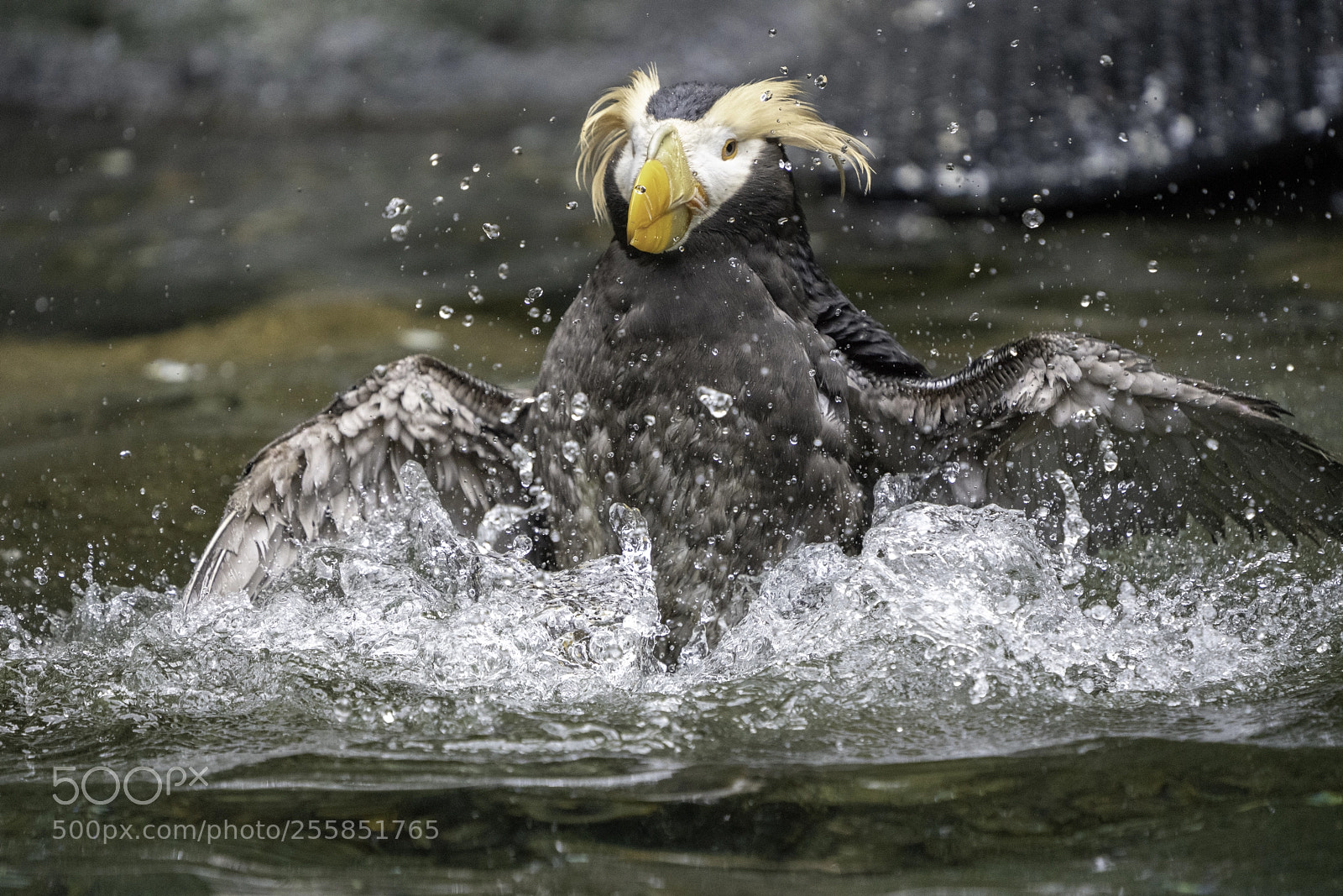Sony a7R III sample photo. Puffin bathing dance 3 photography