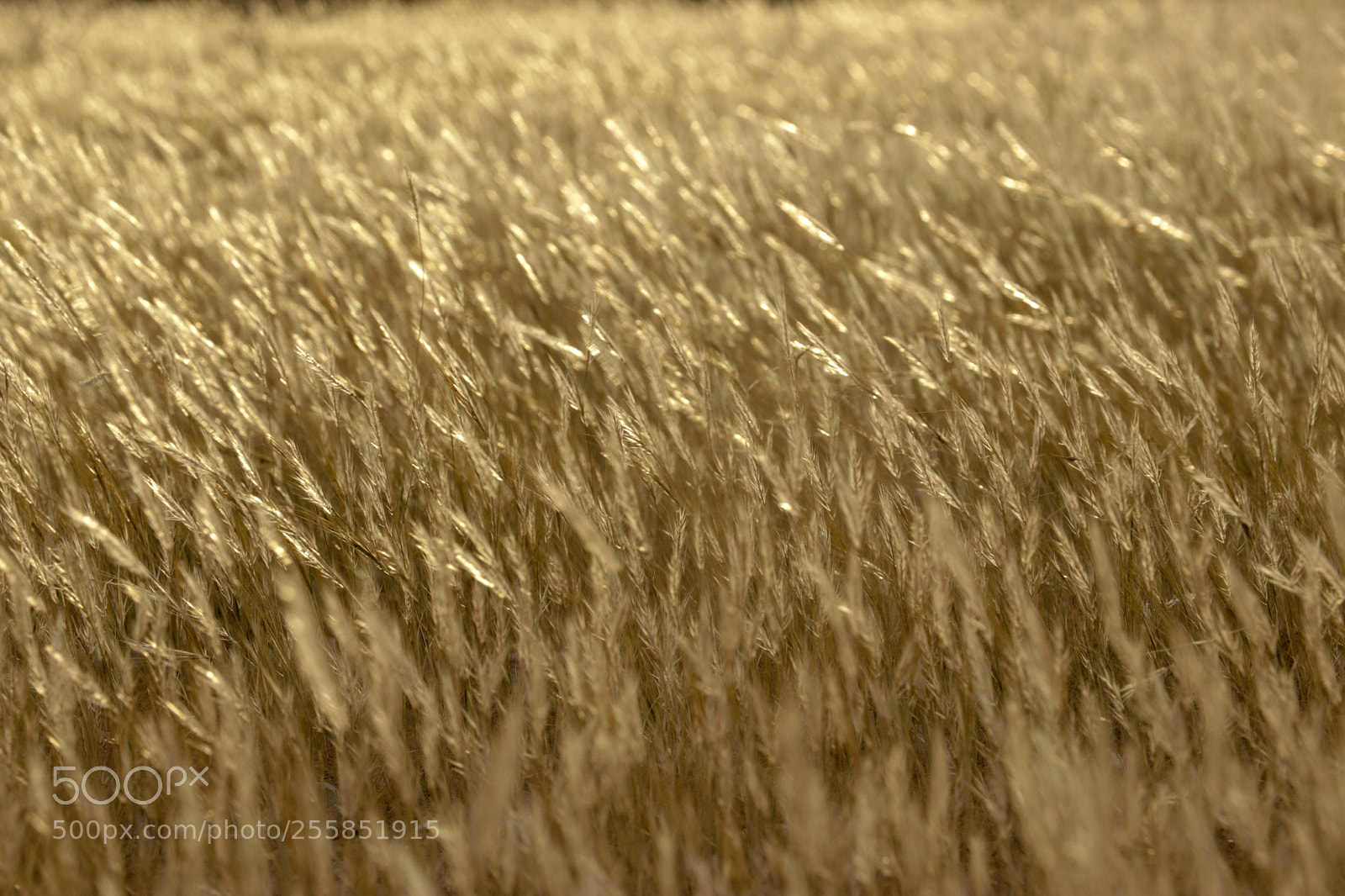 Canon EOS 80D sample photo. Golden land photography