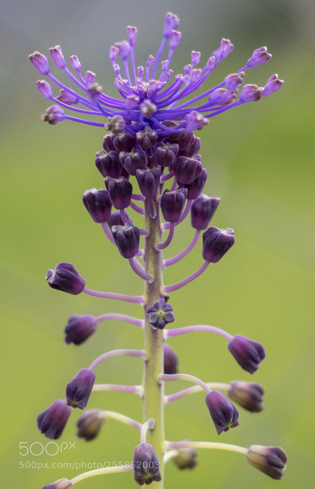 Canon EOS 77D (EOS 9000D / EOS 770D) sample photo. Purple photography