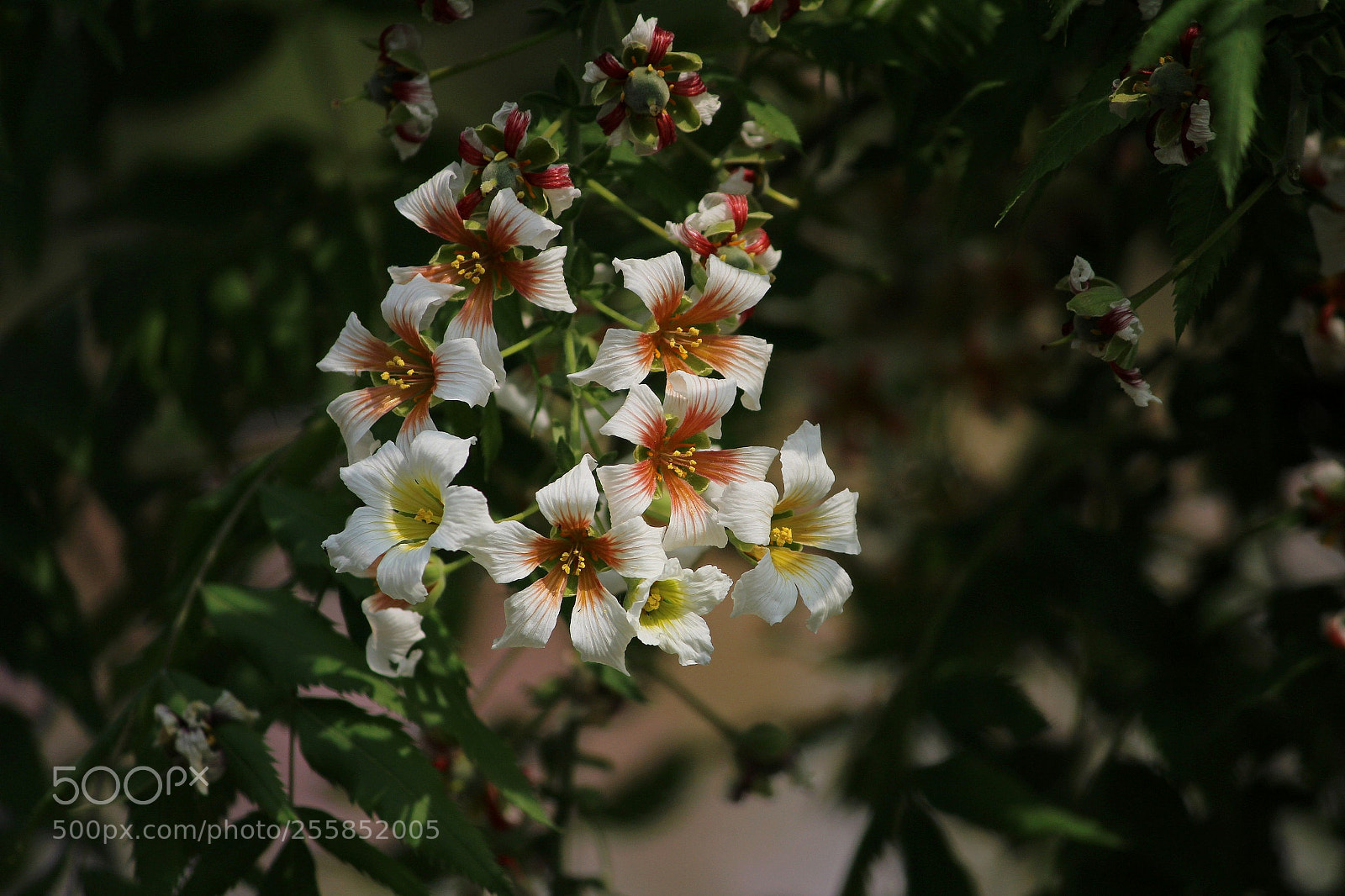 Canon EF-S 55-250mm F4-5.6 IS II sample photo. 文冠果花 photography