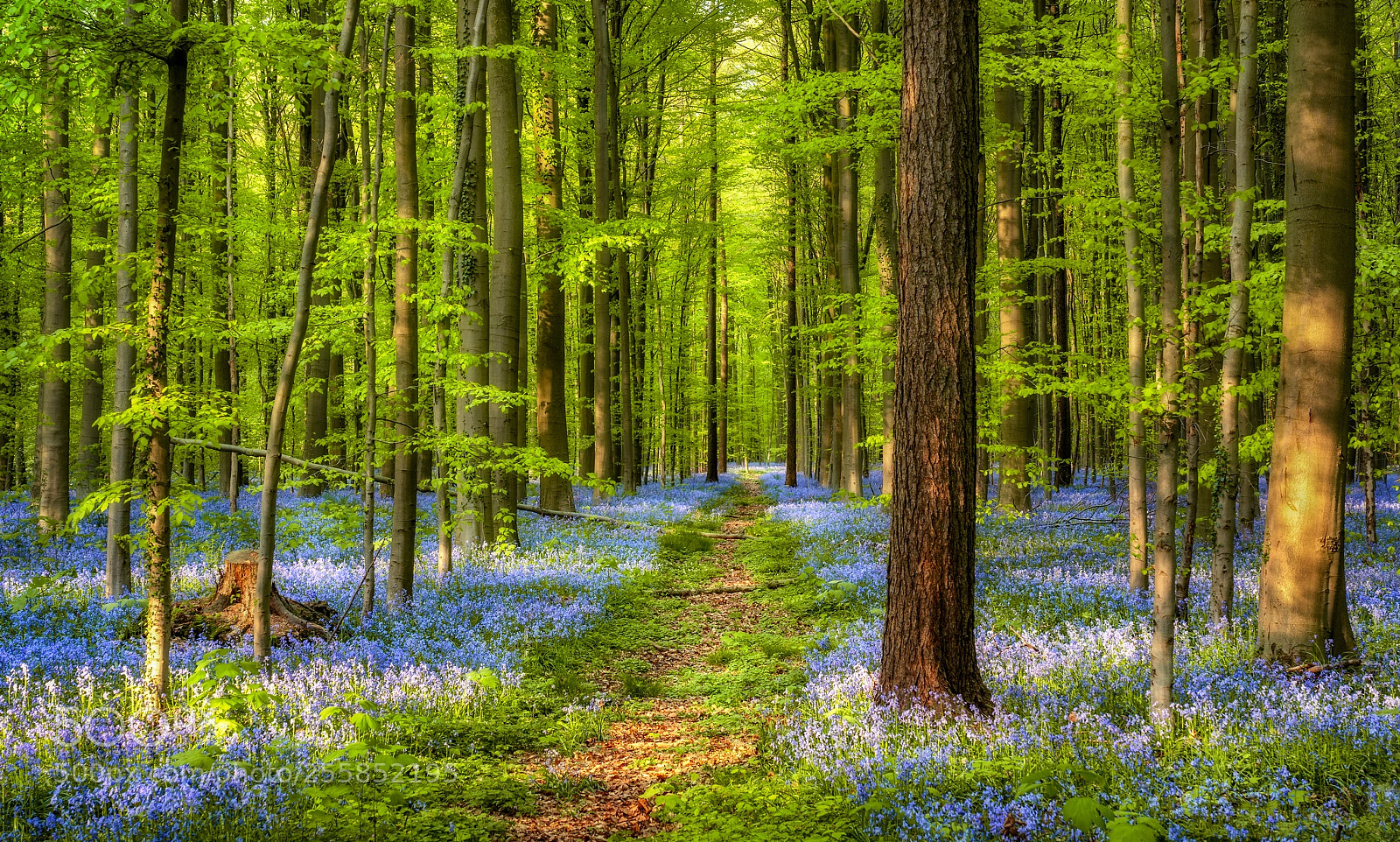 Sony a7 III sample photo. Bluebells symphony #2 photography