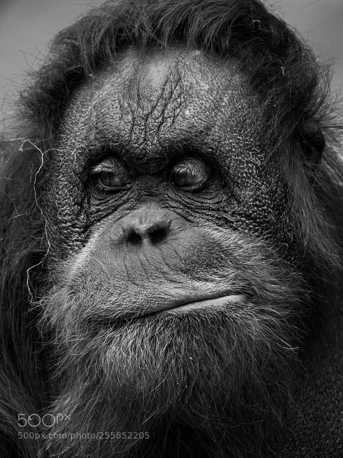 Nikon D7200 sample photo. Orangutan photography