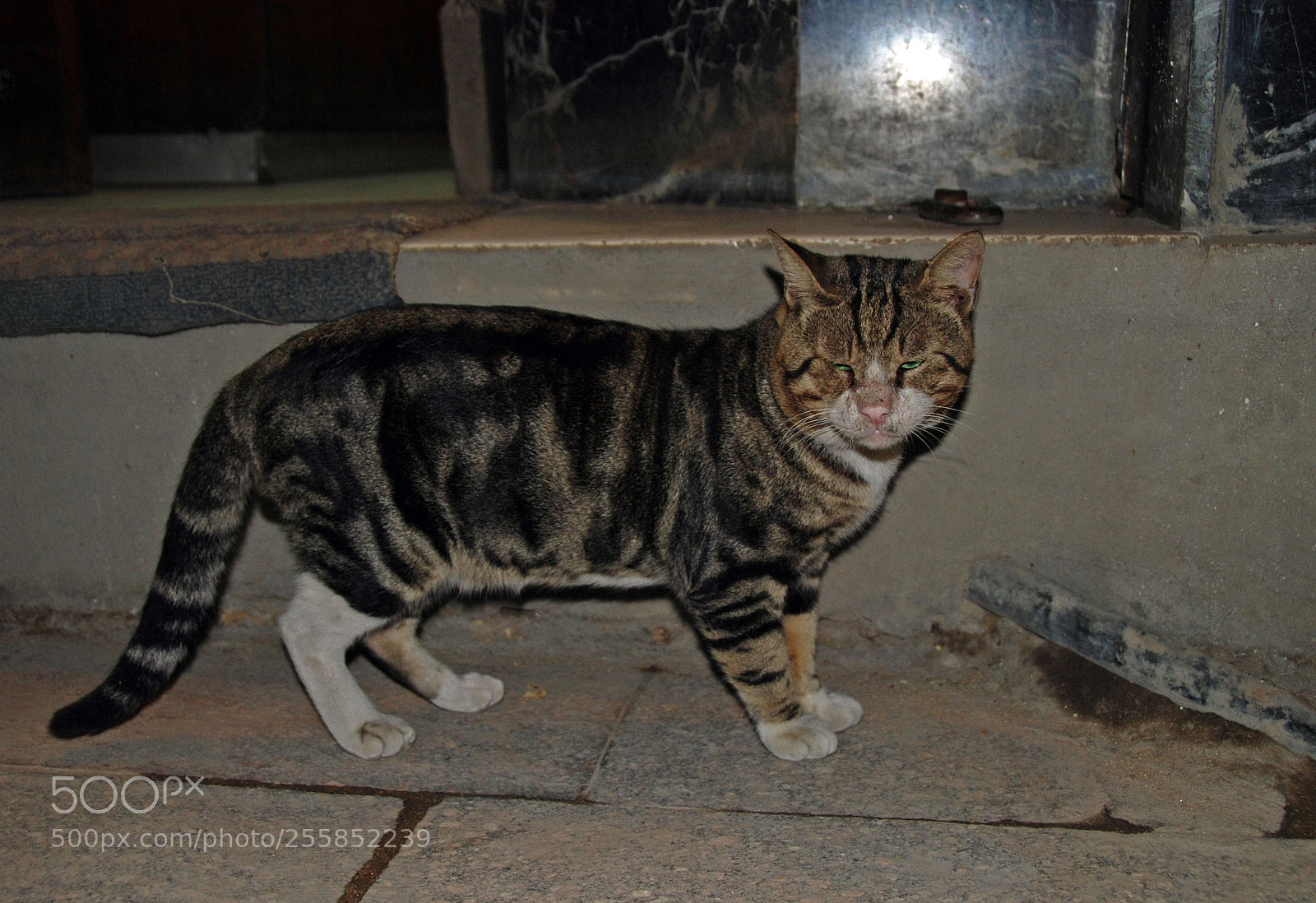 Nikon D80 sample photo. Cairo market cat. photography