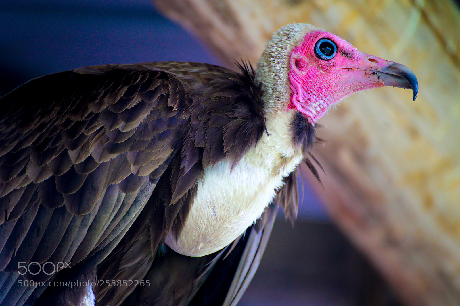 Canon EOS 6D sample photo. Gier photography