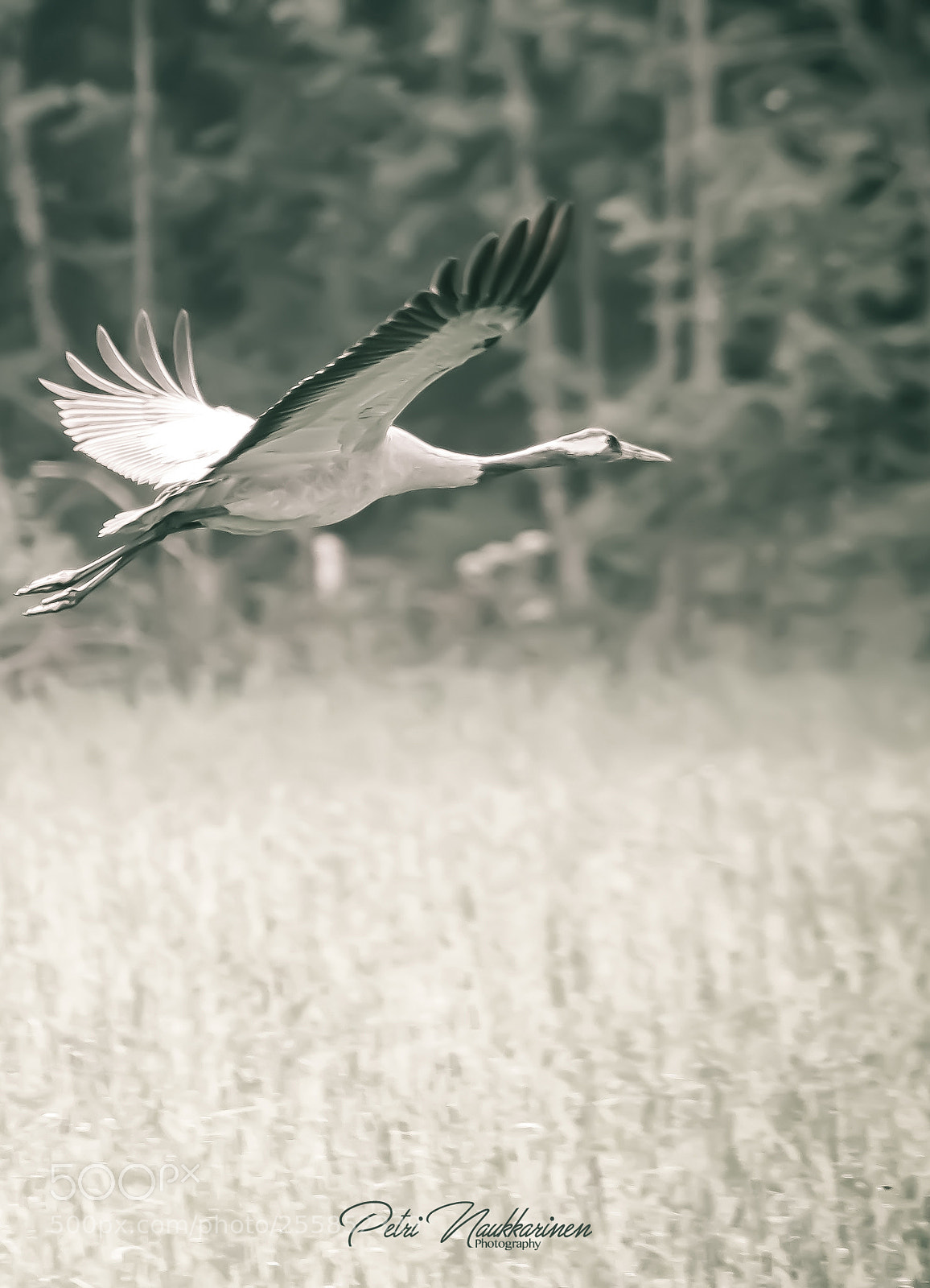 Canon EOS 7D Mark II sample photo. Fly photography