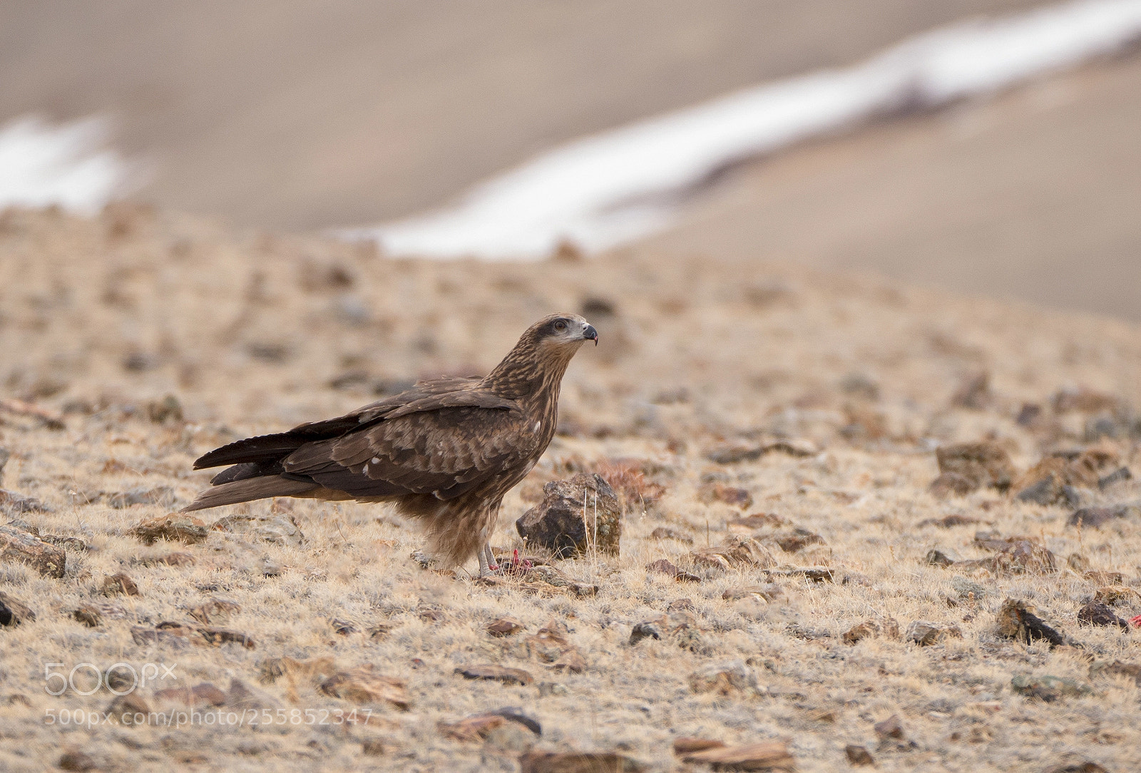 Panasonic Lumix DMC-G85 (Lumix DMC-G80) sample photo. Black kite photography
