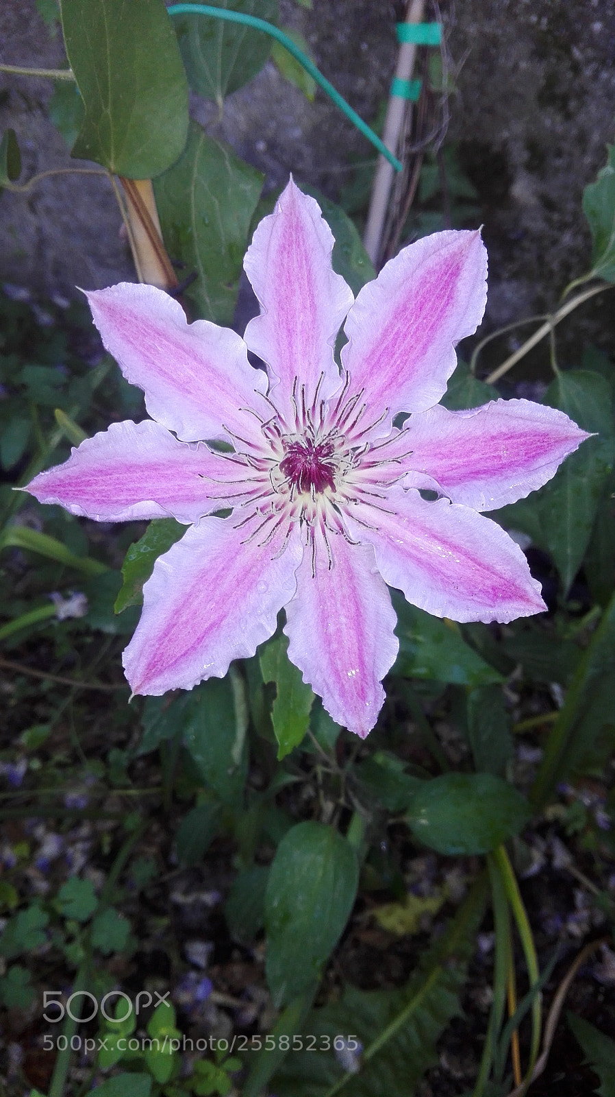 HUAWEI P8 Lite sample photo. Untitled photography