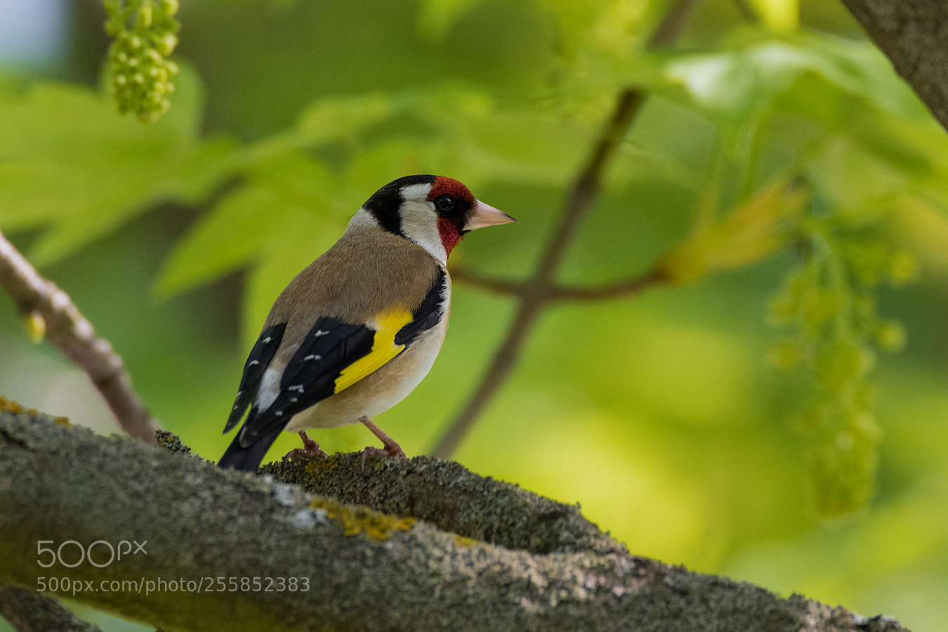 Canon EOS 7D Mark II sample photo. Stieglitz (distelfink) photography