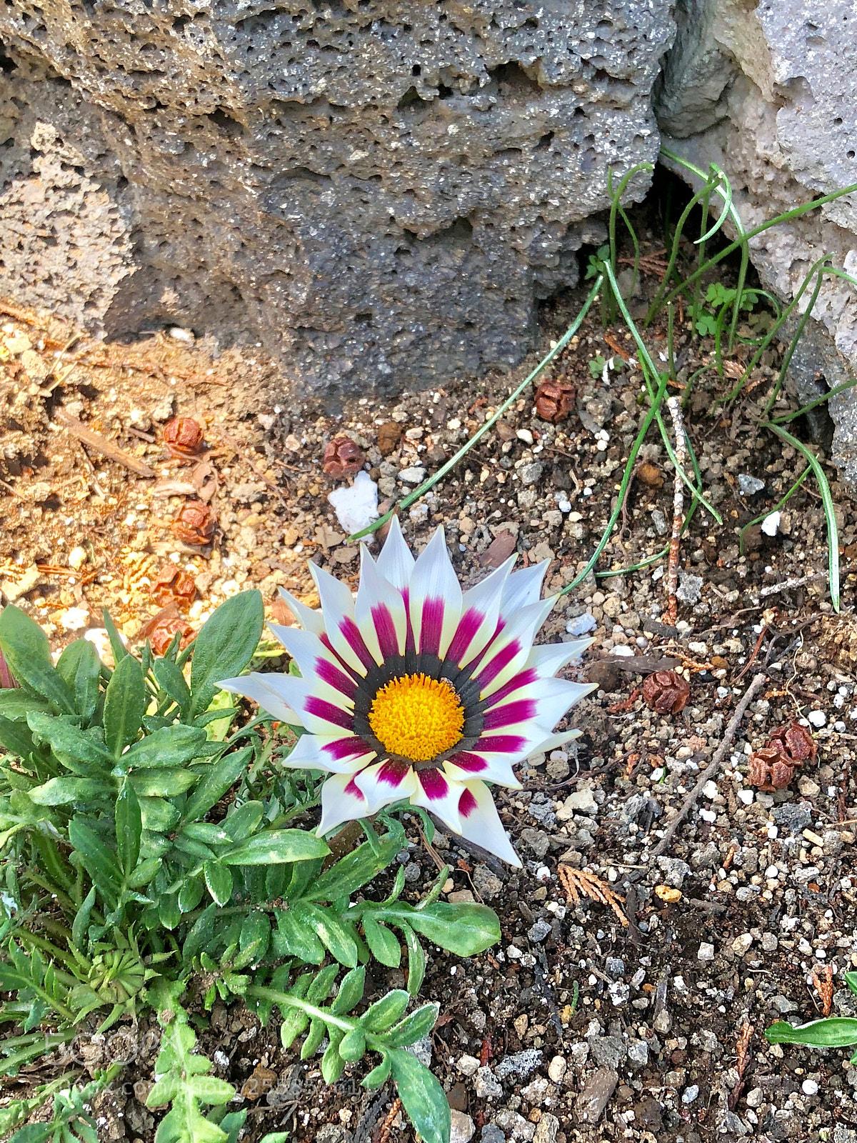 Apple iPhone 8 sample photo. Untitled photography