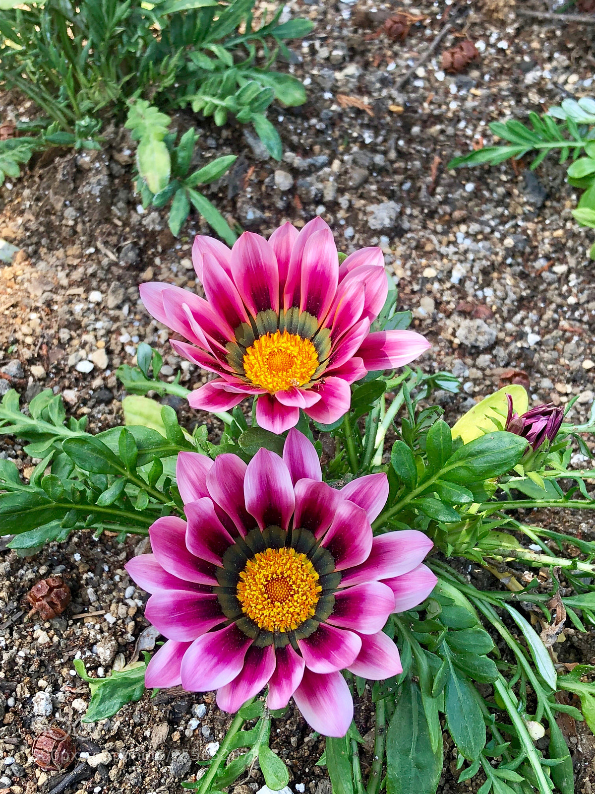 Apple iPhone 8 sample photo. Untitled photography