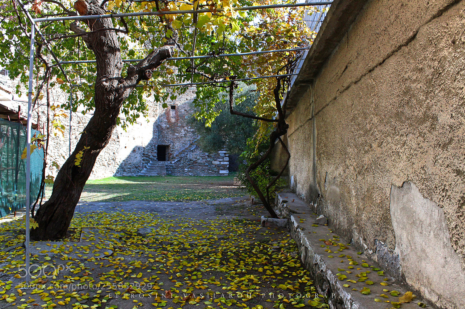 Canon EOS 700D (EOS Rebel T5i / EOS Kiss X7i) sample photo. Fallen leaves. photography