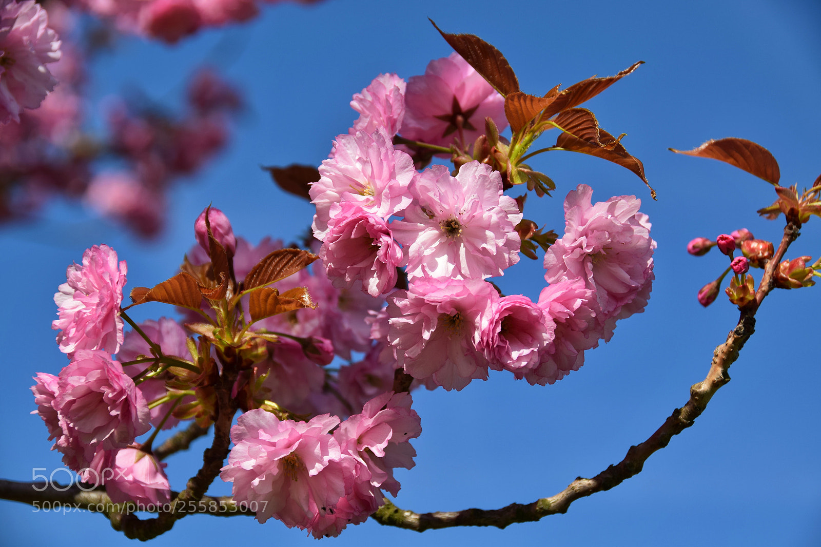 Nikon D5300 sample photo. Untitled photography