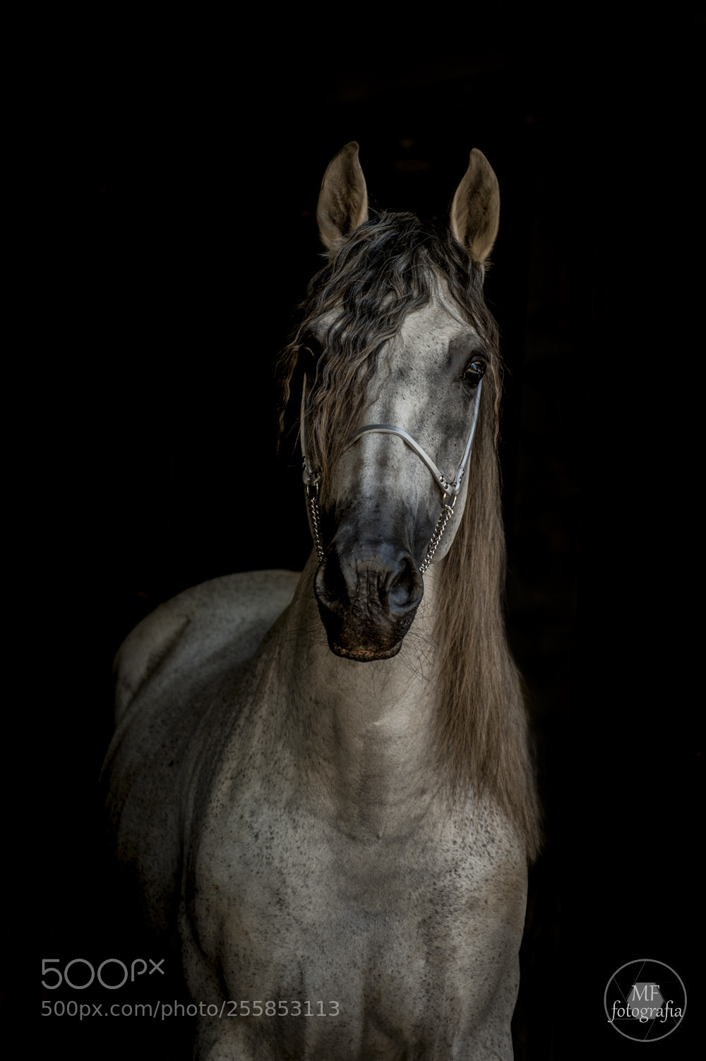 Nikon D700 sample photo. Ricolete photography